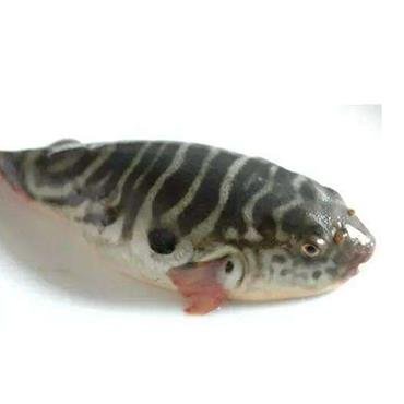 河豚