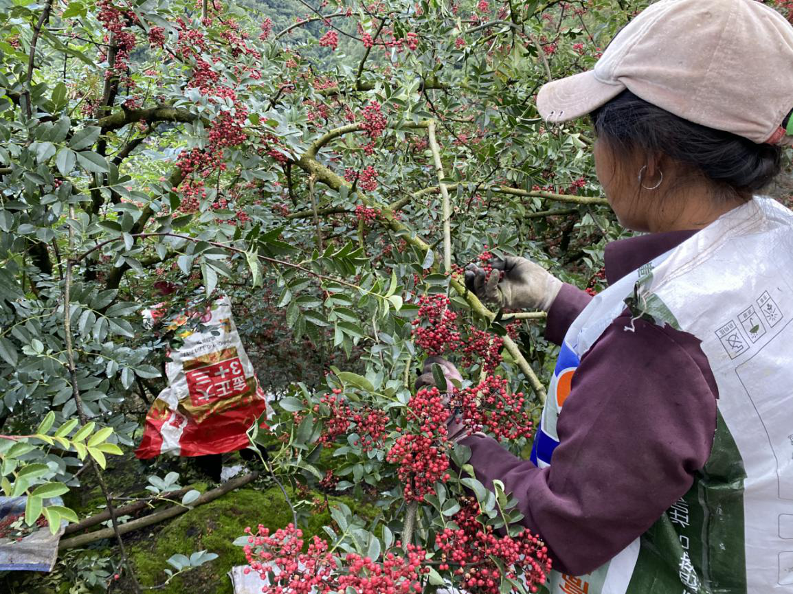 金秋送爽花椒飘香汉源花椒基地探访