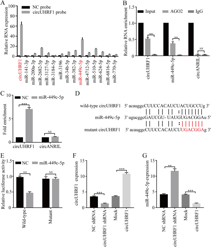 circUHRF1通过miR-449c-5p相关途径来抑 制NK细胞功能