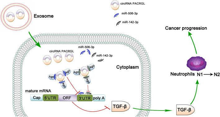 外泌体circPACRGL通过miR-142-3p/miR-506-3p- TGF- cm1过程驱动大肠ai的恶化