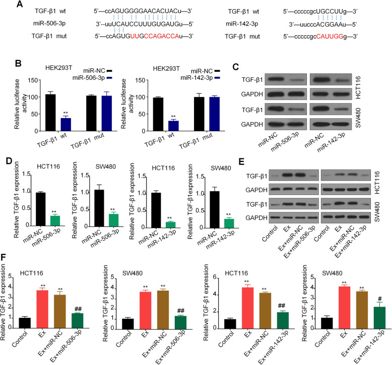 miR-142-3p / miR-506-3p均可调节 TGF-β1