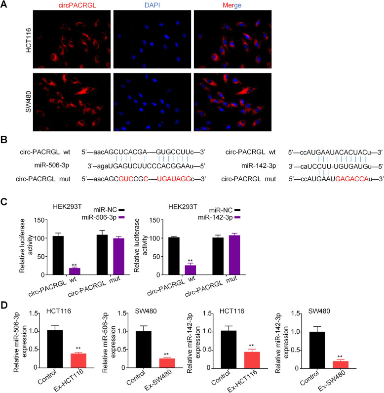 circPACRGL作为海绵分子结合miR-142-3p和miR-506-3p