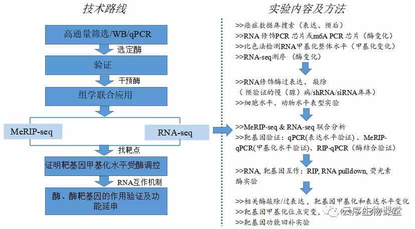 云序生物推荐rna修饰研究技术路线