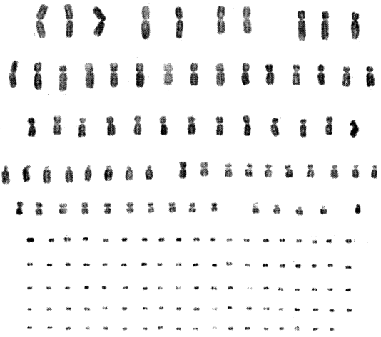 nature重磅新星——eccdna的物种发现史