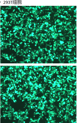protocol 分享｜病毒感染細(xì)胞前準(zhǔn)備（293T 包裝病毒）