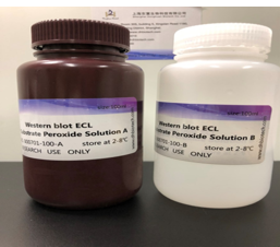 Western blot ECL 化學發光檢測試劑盒（超敏）