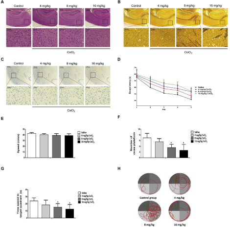 （1）CoCl2引起神经系统的病理和神经行为损伤