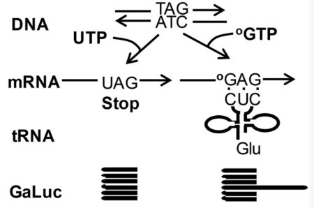 图注：8-oxoG掺入引起的异常蛋白质合成示意图