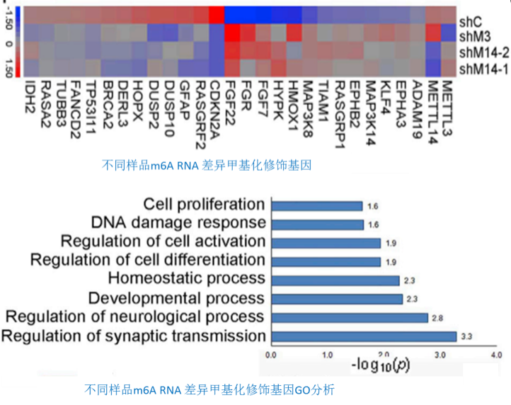 3.O8G RNA氧化的GO分析和KEGG 信号通路分析