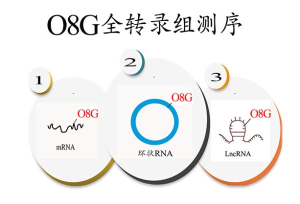 O8G RNA氧化修飾測序