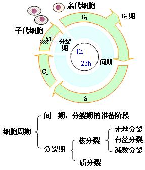 细胞周期(流式)-研载生物科技(上海)有限公司