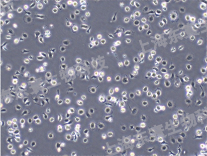 SDBMSCs （大鼠骨髓間充質干細胞）