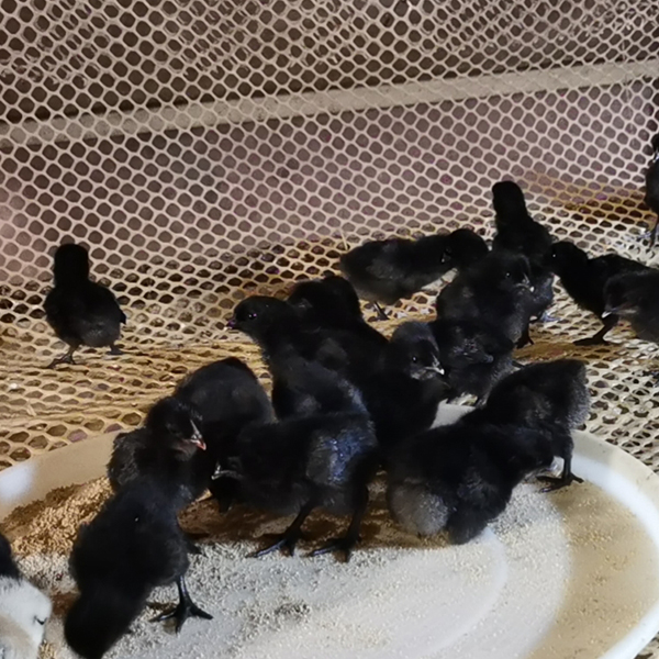 成都乌鸡蛋批发五黑鸡散养基地就找成都suncitygroup农业