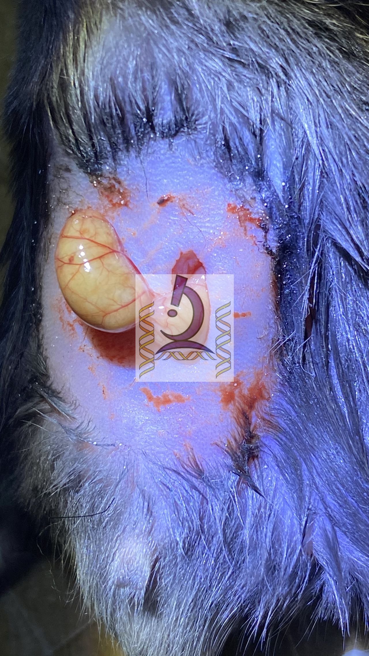 小鼠CLP盲腸穿孔致膿毒血癥模型