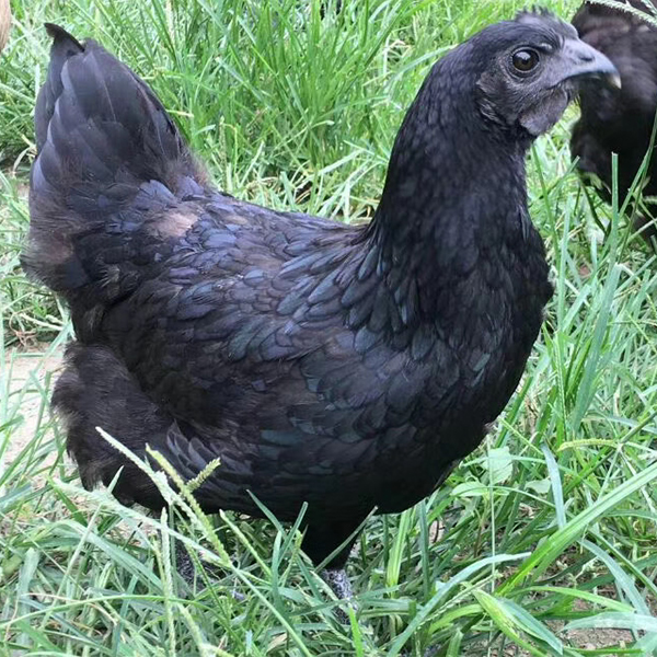 成都会suncitygroup农业新增五黑乌鸡绿壳蛋青年鸡批发营业