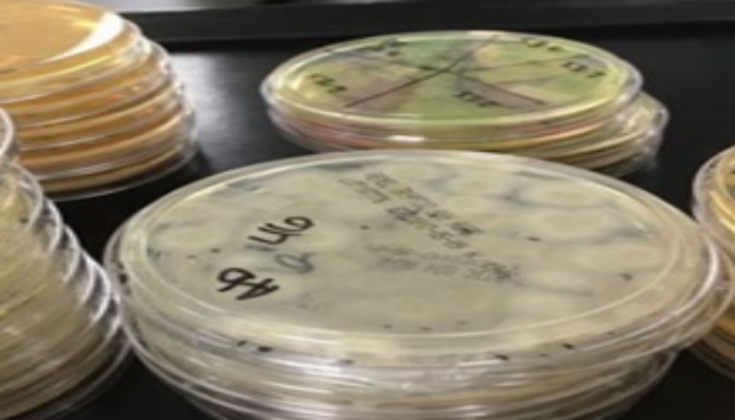 非無菌藥品微生物限度