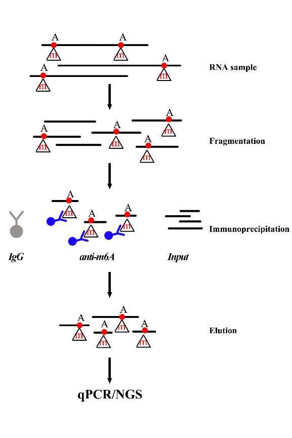 图1：GenSeq® m6A MeRIP试剂盒实验流程