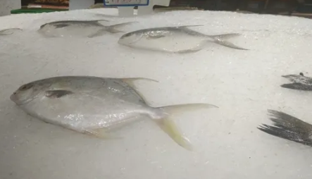 片冰機(jī).png 片冰機(jī).png