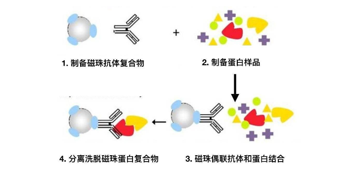 陜西anti-HA COIP免疫磁珠銷售