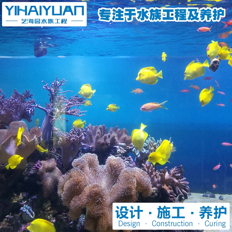 珊瑚魚缸 (10).jpg