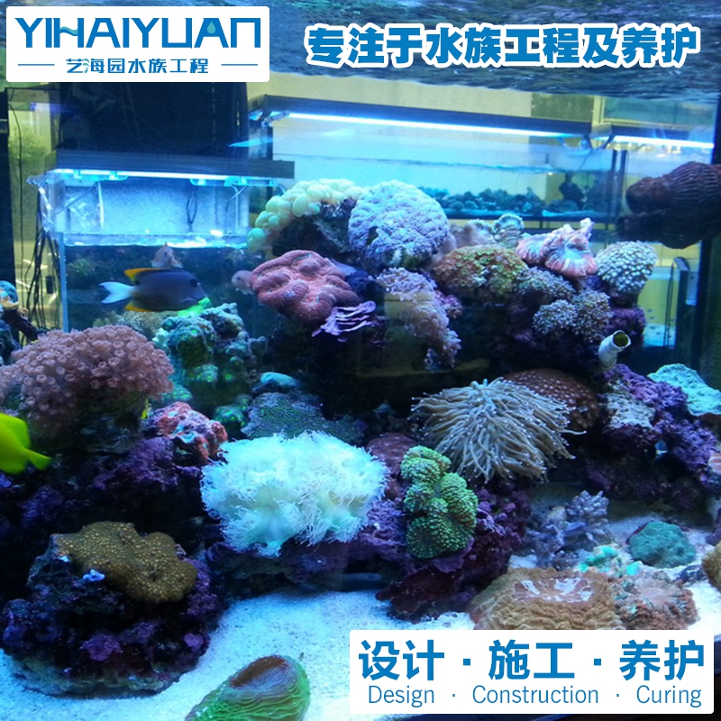 珊瑚魚缸 (3).jpg