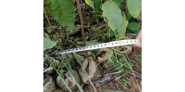 苏州质量碧根果苗木,碧根果苗