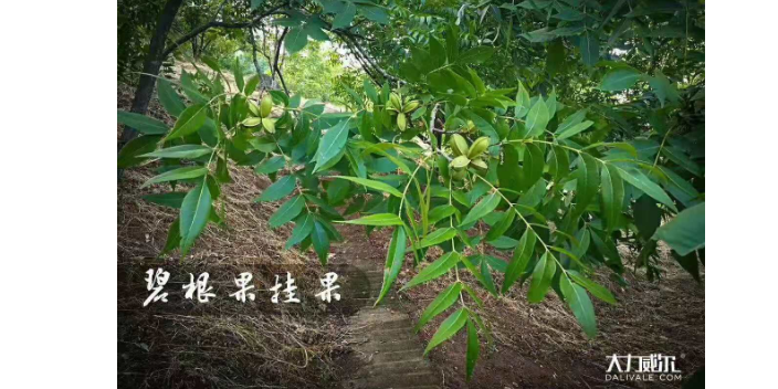 連云港野生碧根果苗銷售廠家