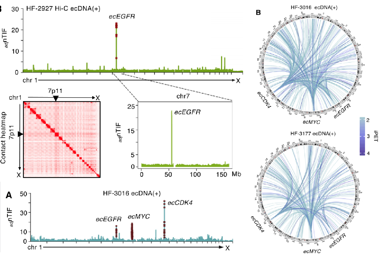 1.EcDNA与基因组染色质具有广泛的互作