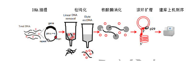 云序生物eccDNA测序实验示意图