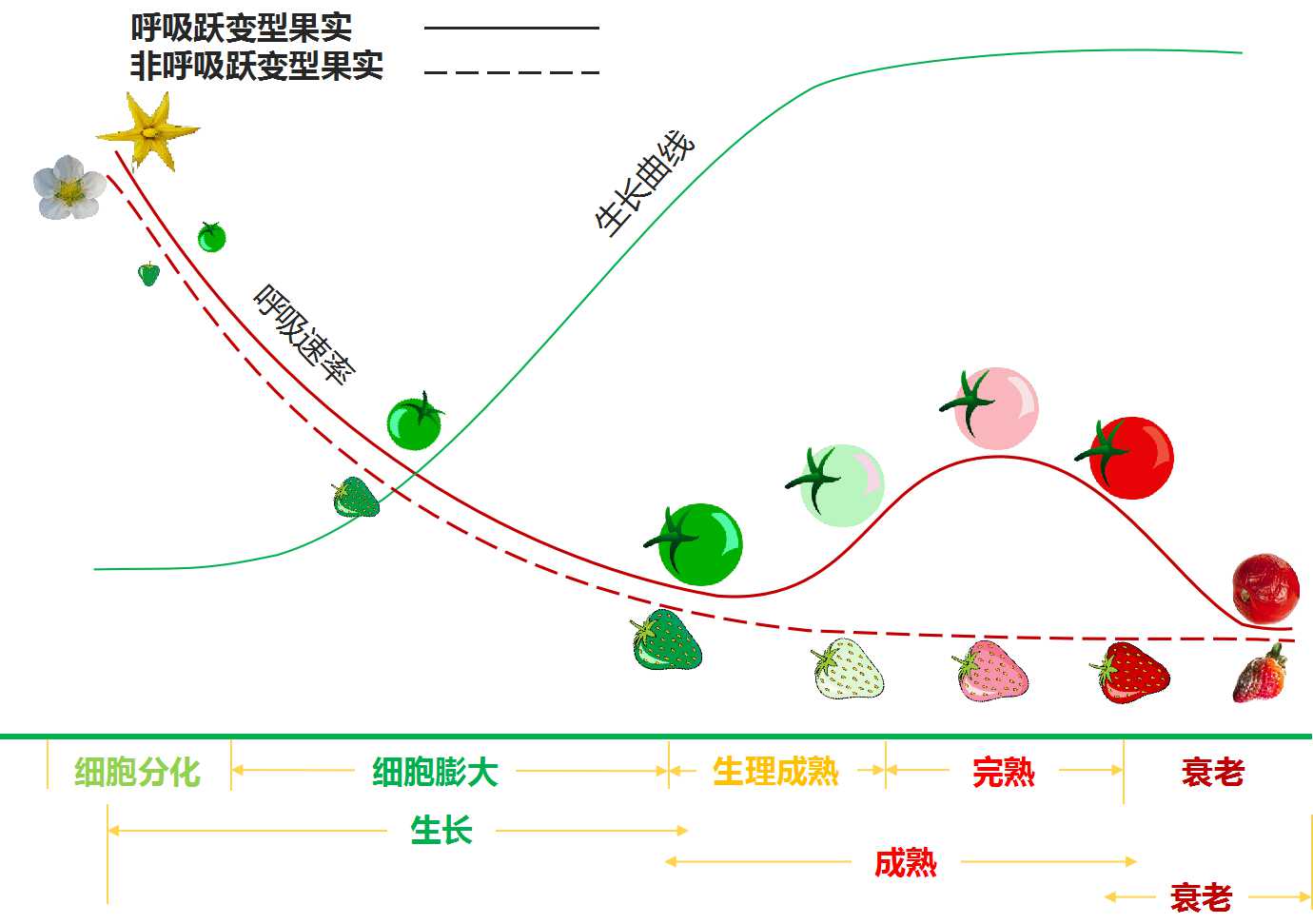 呼吸躍變2.jpg 煙臺(tái)睿加節(jié)能科技有限公司 果蔬保鮮 果蔬貯藏