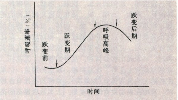 呼吸躍變.jpg 果蔬保鮮 煙臺(tái)睿加節(jié)能科技有限公司