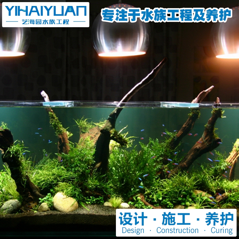 水草魚缸 (1).jpg