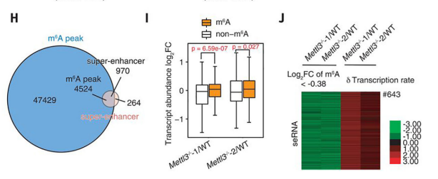 （3）carRNA m6A甲基化修饰下调促进染色质开放与基因转录