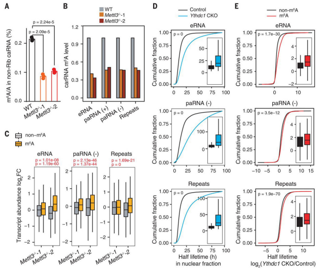（2）Mettl3和Ythdc1 均会影响CarRNA的表达稳定性