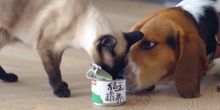 滨江区高蛋白猫粮发展 猫生罐养猫罐头供应