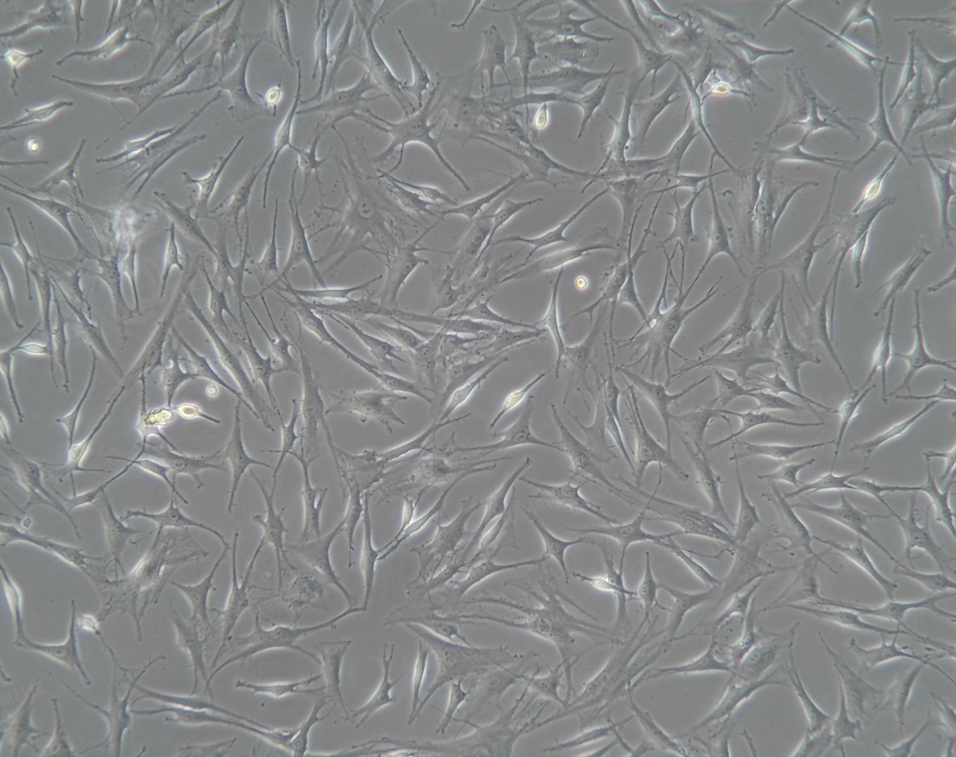 人原代軟骨細胞細胞