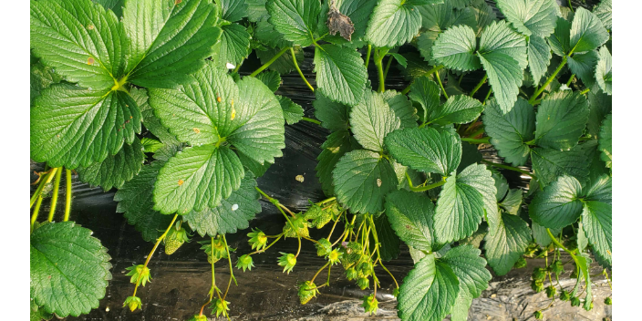 湖南草莓使用歐甘開花均勻