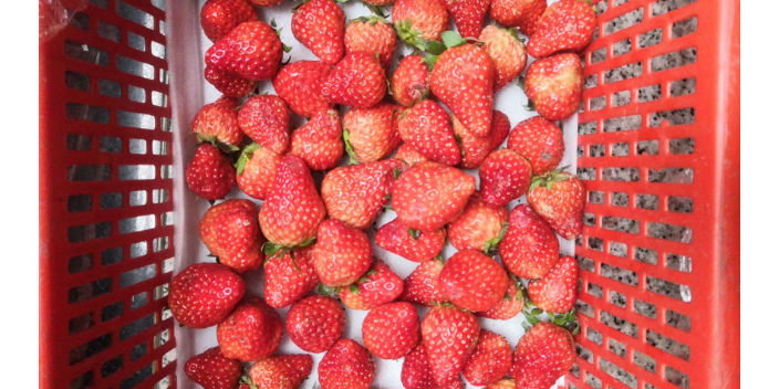 江西草莓使用欧甘草莓果皮光亮