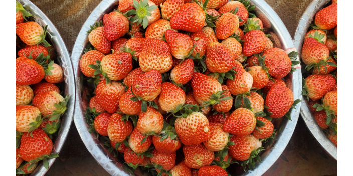 湖北草莓使用欧甘草莓商品果多