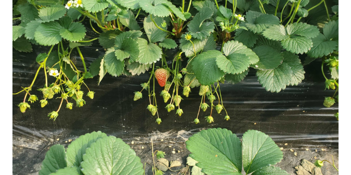 新疆草莓使用欧甘减少氮肥使用