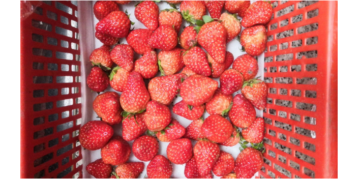 幼果期草莓使用欧甘减少大小果