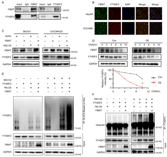 （3）FBW7诱导YTHDF2泛素化和蛋白酶体降解。