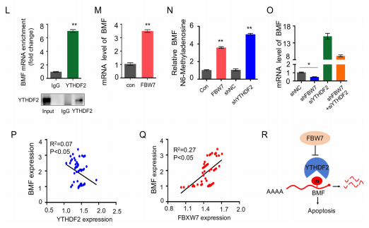（6）BMF是FBW7-YTHDF2的级联效应因子