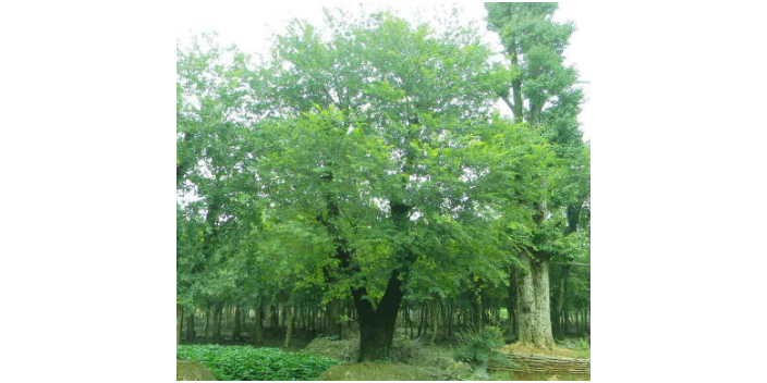 遼寧美觀樸樹價格