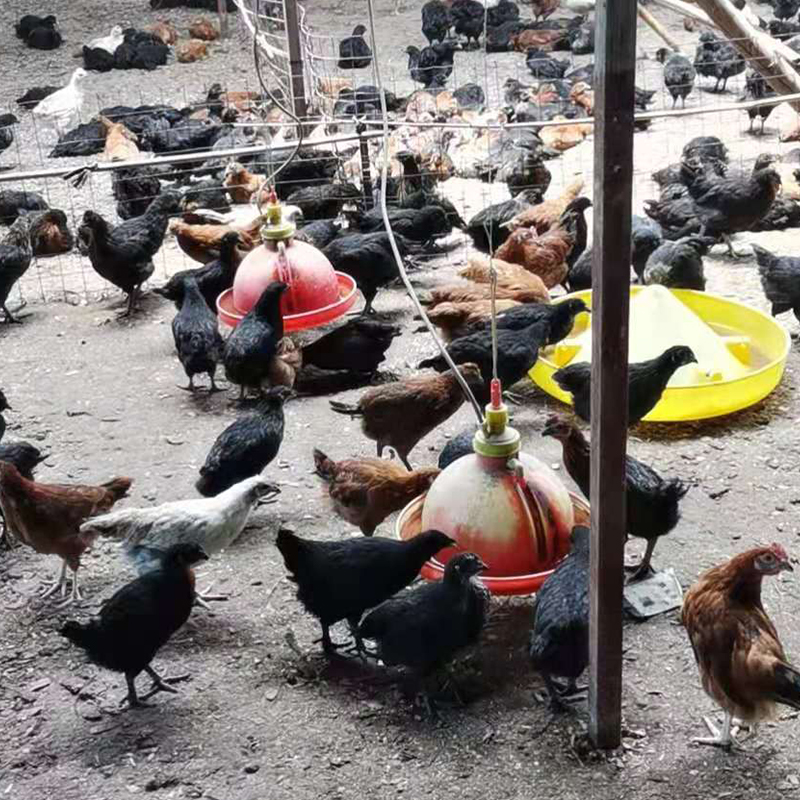 suncitygroup农业散养绿壳蛋鸡青年鸡营业陆续开展中