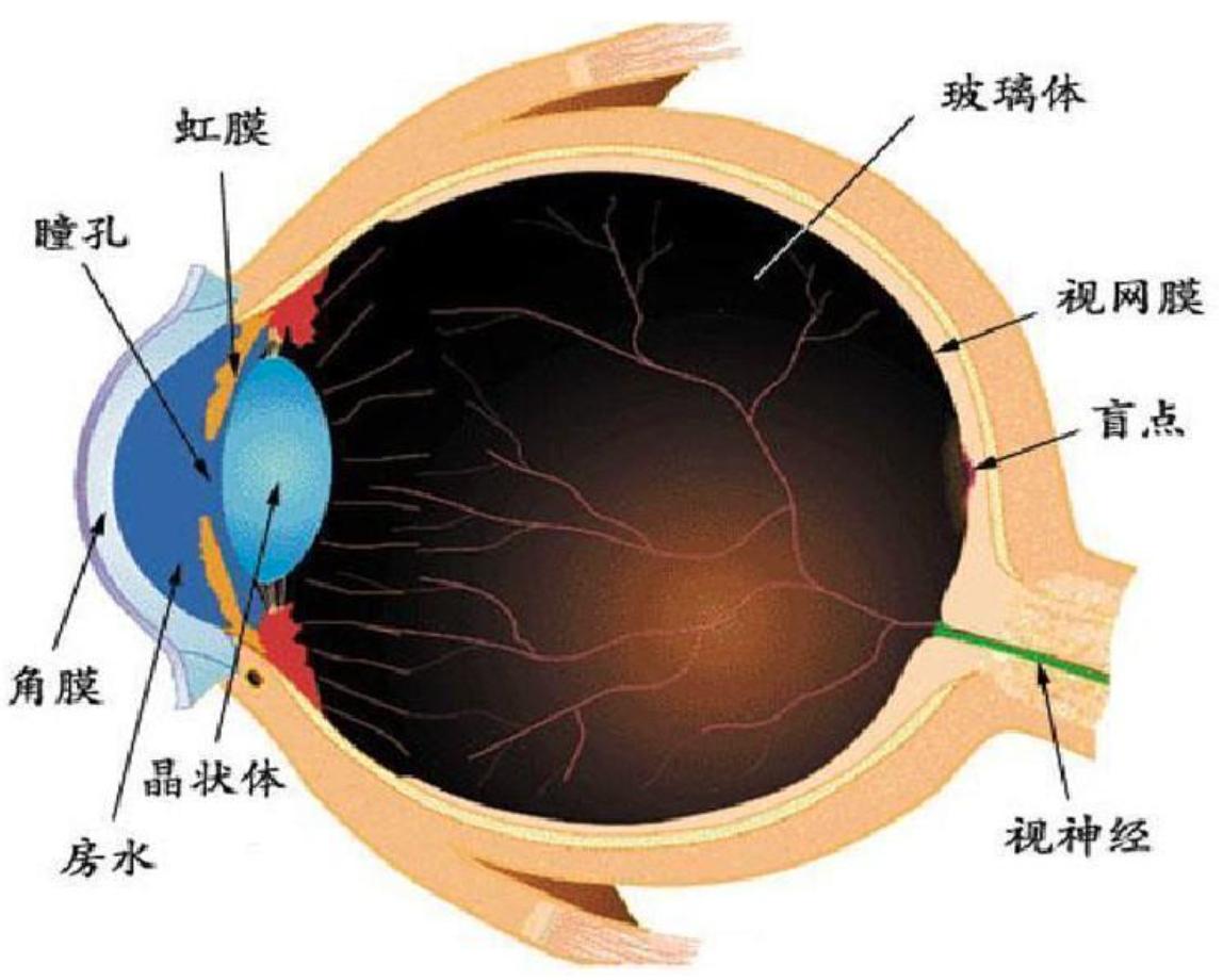 人眼結(jié)構(gòu).jpg