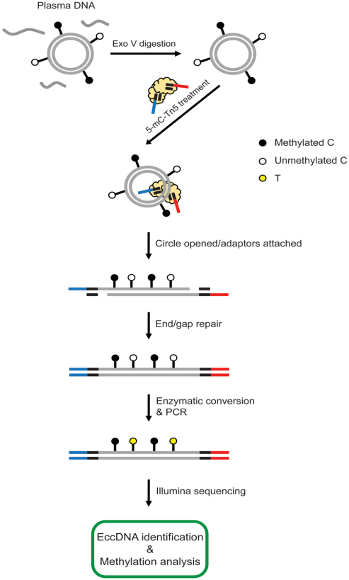 图1. 血浆eccDNA甲基化测序流程
