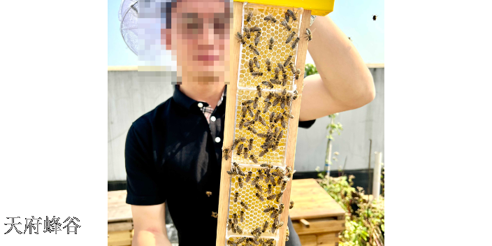 成都移动养蜂教程