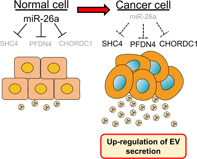 mir26a靶向shc4pfdn4chordc1调节前列腺癌细胞分泌细胞外囊泡