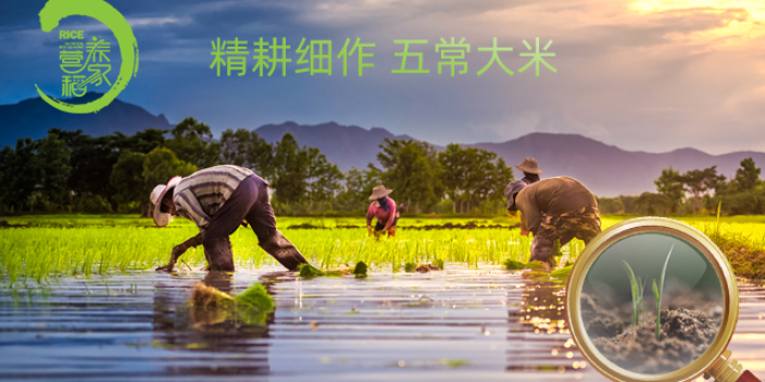 上海五粱红五常大米稻花香二号 诚信经营 营养稻家供应